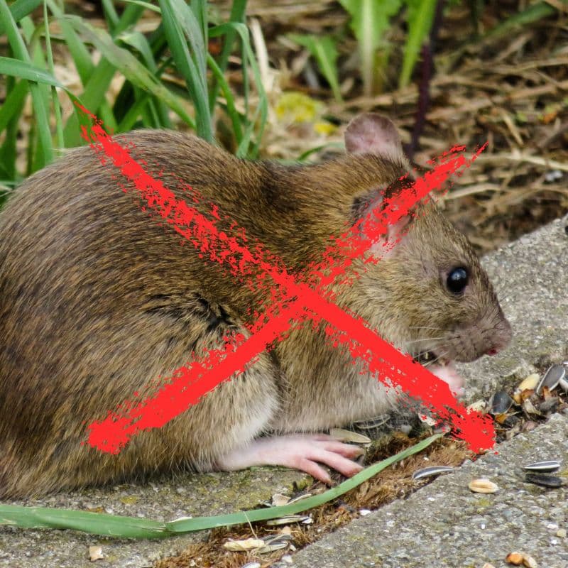 KANCIAPA 2_tds0667_Łapka na szczury DREWNIANA