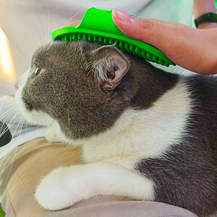 A1_tds0406_Szczotka do czesania mycia zwierząt