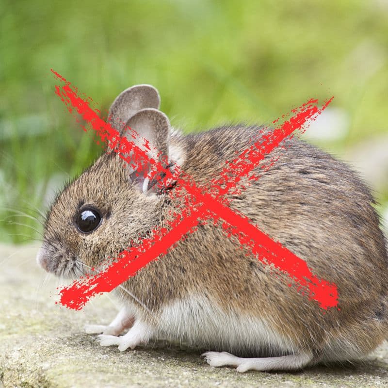 KANCIAPA 2_tds0668_Łapka na myszy DREWNIANA