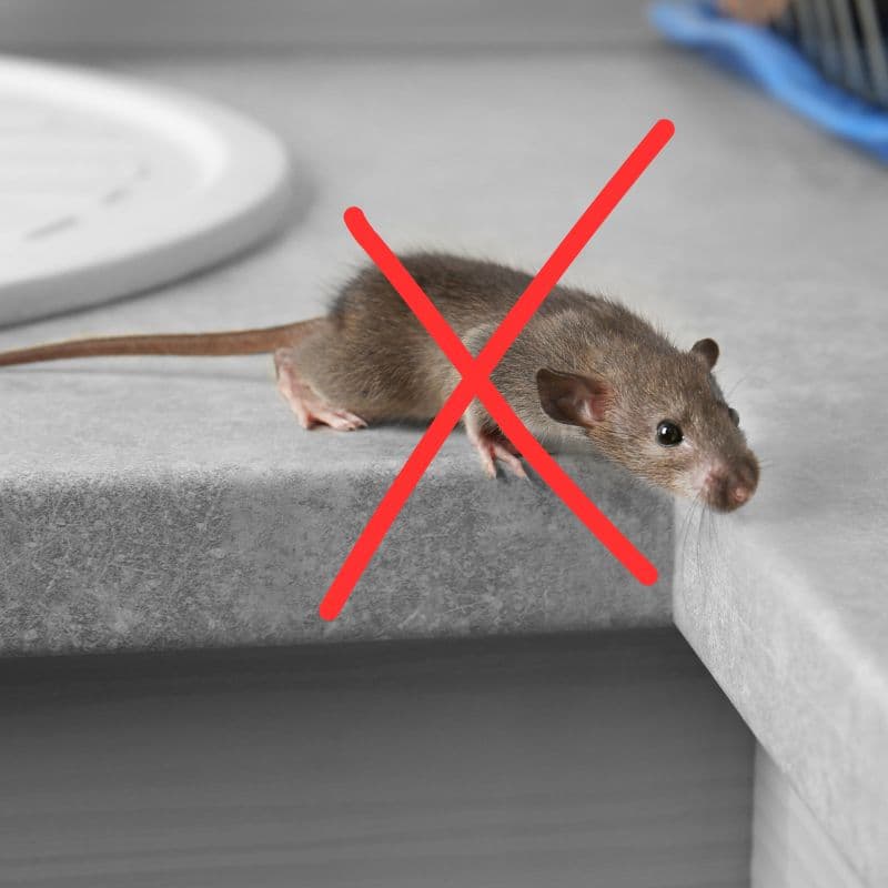 KANCIAPA 2_tds0666_Łapka na myszy - METALOWA -  MyszKiller