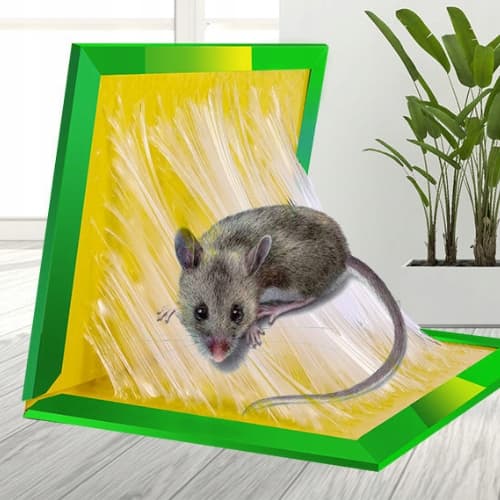 A5 T01_tds0017c_lep na myszy 50x