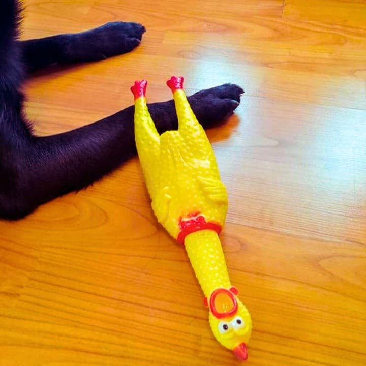 B1_tds0146_kurczak gumowy dla psa