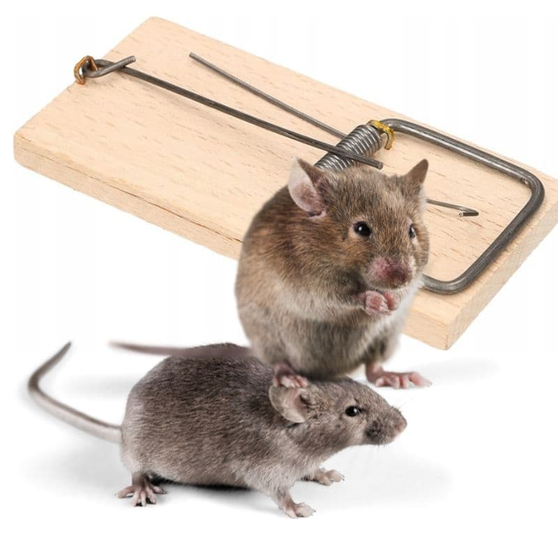 KANCIAPA 2_tds0668_Łapka na myszy DREWNIANA