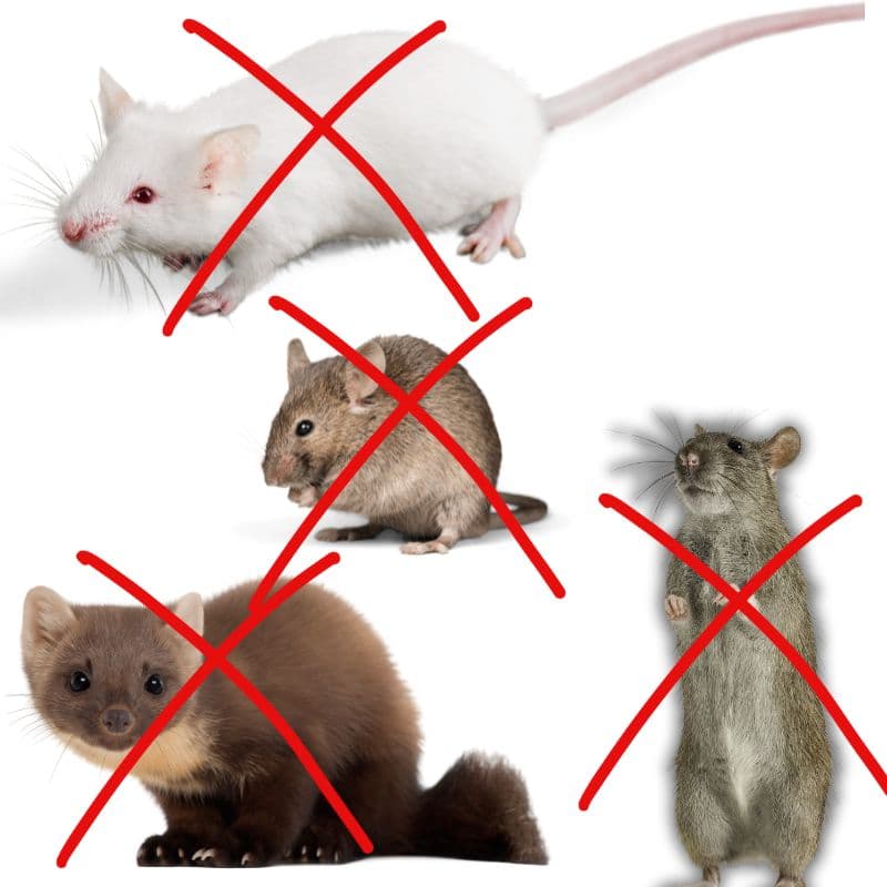 tds0710_Odstraszacz gryzoni DUALSONIC